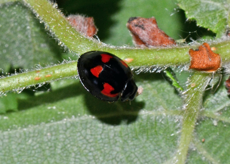 Coccinellidae Brumus quadripustulatus ?